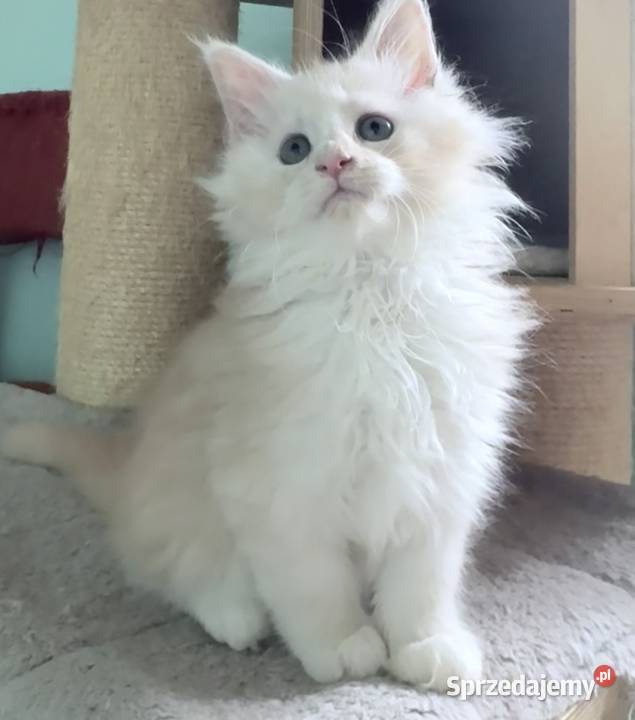 Maine Coon Śliczna Nemezis Wińsko