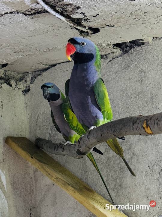 Aleksandretta chińska Para Pszczyna