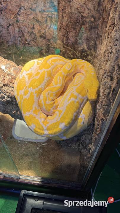 Pyton siatkowany samica wielkopolskie Poznań