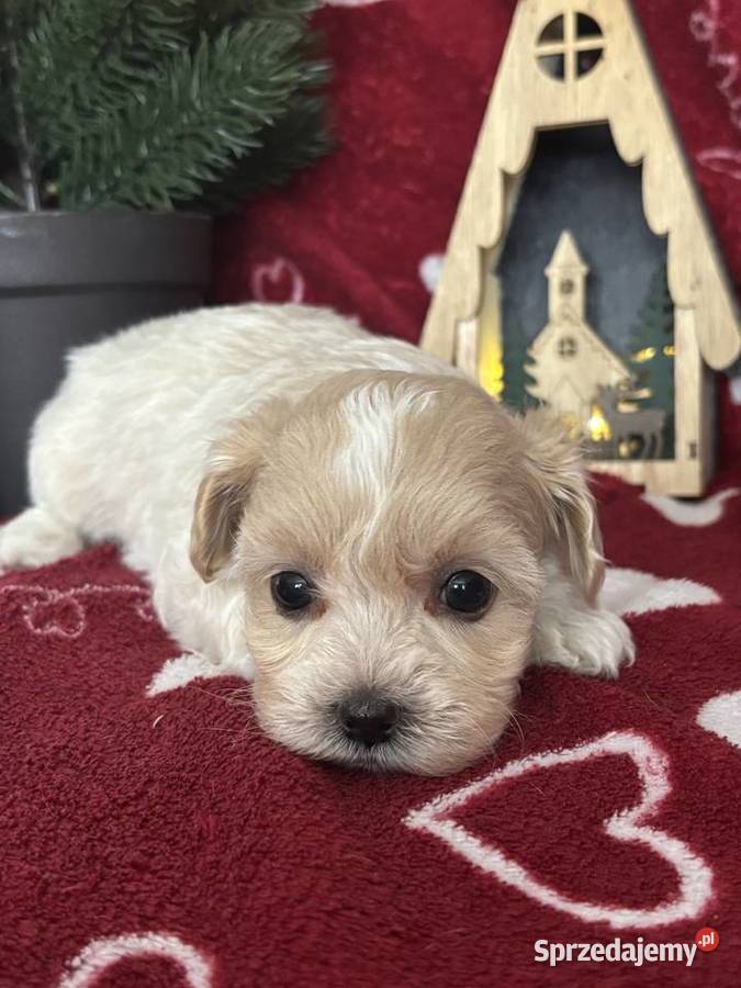 Maltipoo Sunia F1 Częstochowa sprzedam
