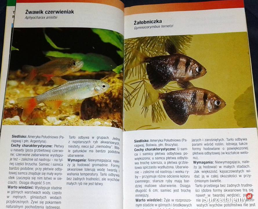 Ryby akwariowe Rozpoznawanie i utrzymanie Thomas Chełm