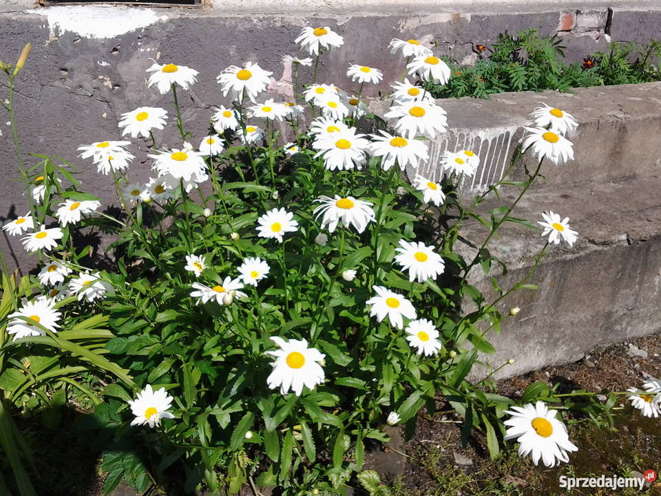 Byliny kwiaty do ogrodu różne Skoczów sprzedam