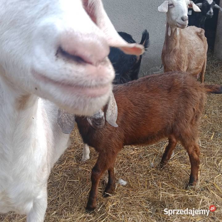 Sprzedam Koziołki i Kozy Anglonubijskie Zwoleń