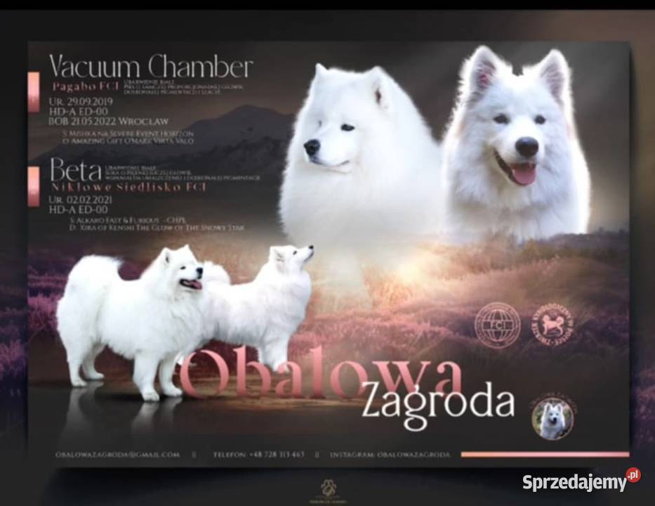 Samojed piesek 5mcy Championie Polski Pozostałe Halinów sprzedam