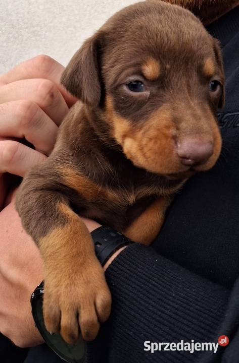 Sprzedam doberman suczka brązowa i czarna Ostrowiec Świętokrzyski