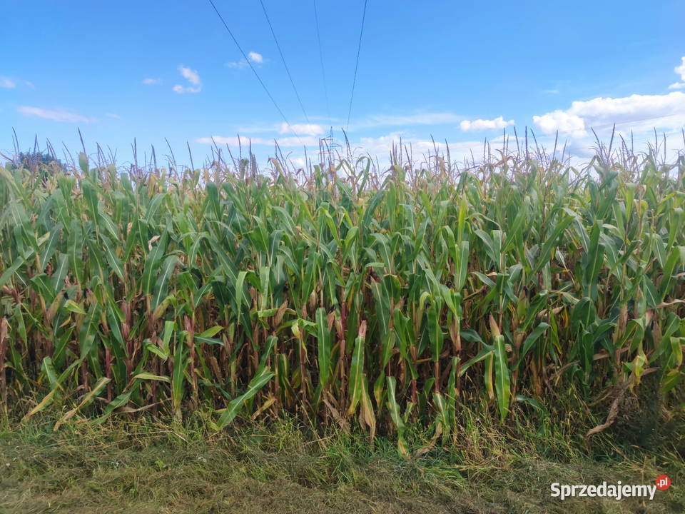 KUKURYDZA NA PNIU NA KISZONKE Produkcja roślinna Kutno sprzedam