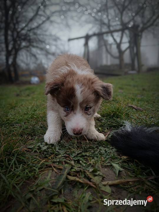Border collie szczeniaki