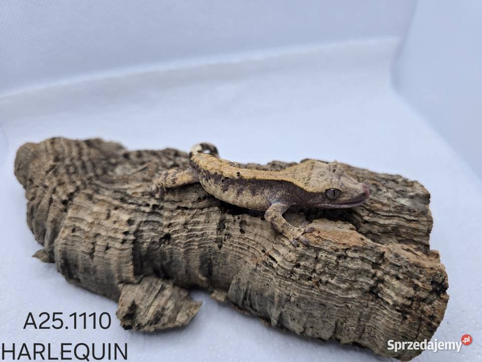 Gekony orzęsione Zawiercie