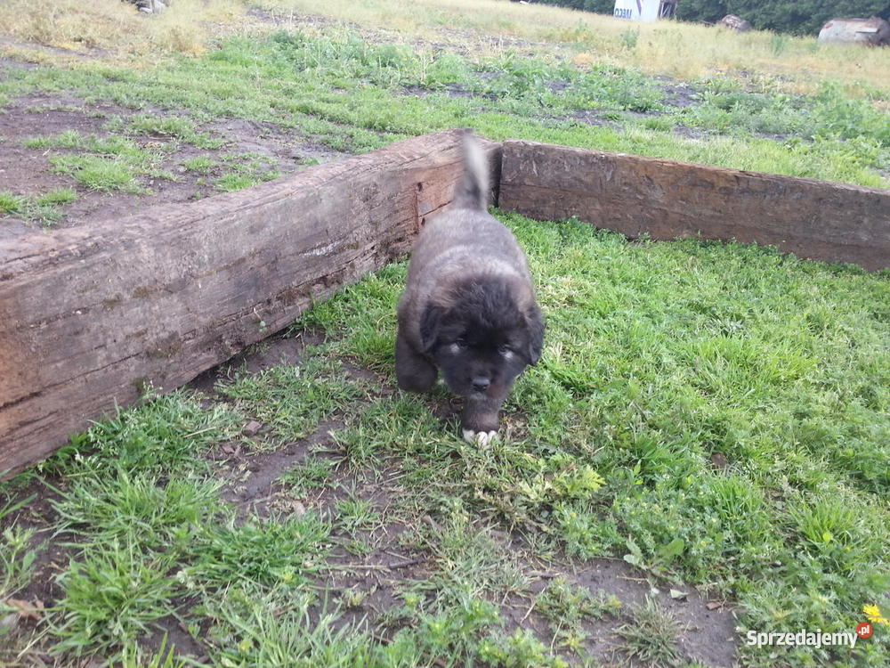 Owczarek Kaukaski kujawsko-pomorskie Inowrocław