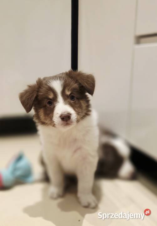 Border Collie szczenieta Pozostałe sprzedam