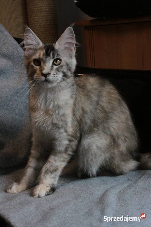 Super Kocięta Maine coon sprzedam mazowieckie