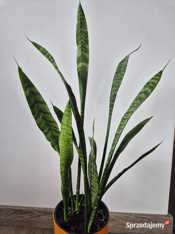 sansevieria wężownica Gdańsk