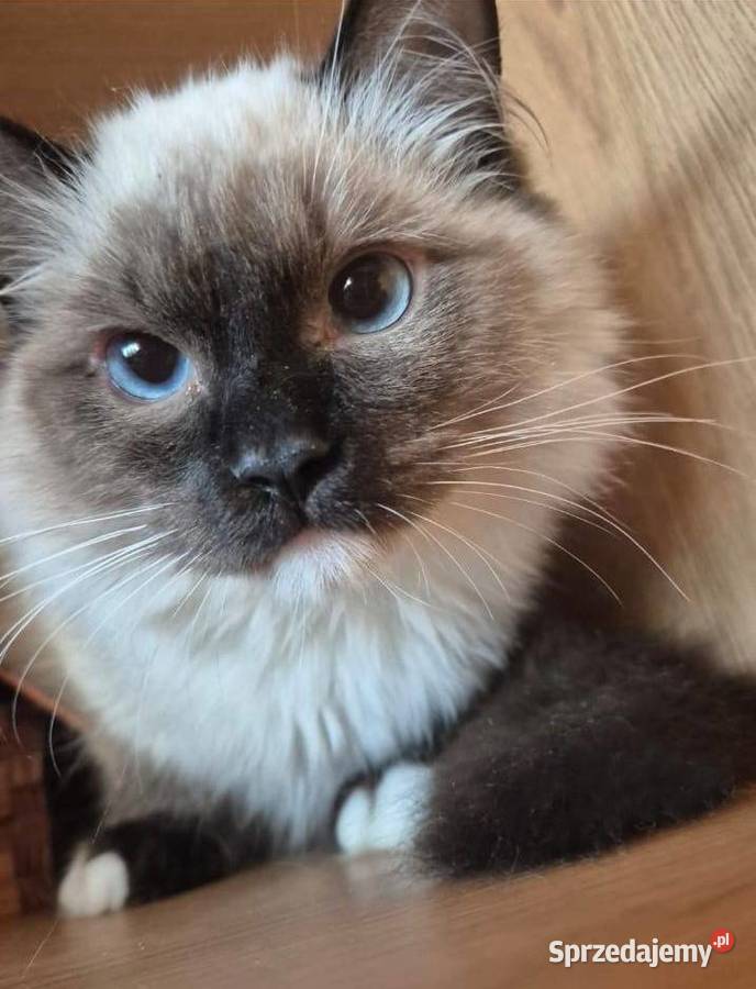 Ragdoll wystawowohodowlany podkarpackie Rzeszów sprzedam