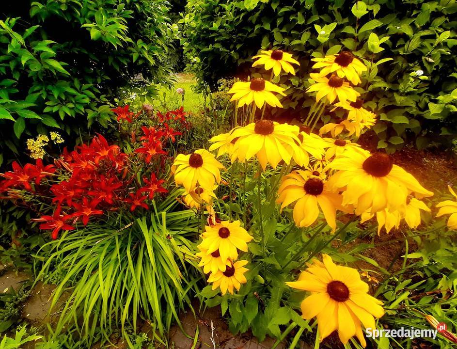 Rudbekia obficie kwitnie lata do jesieni sprzedam