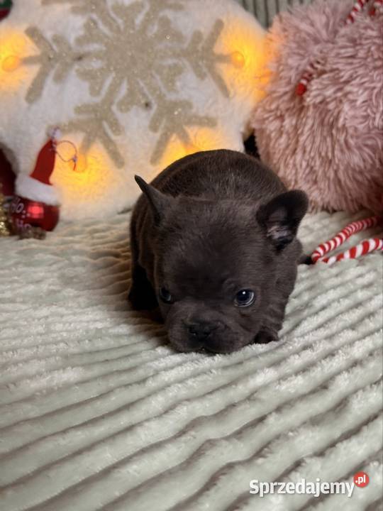 Buldog francuski do rezerwacji Częstochowa