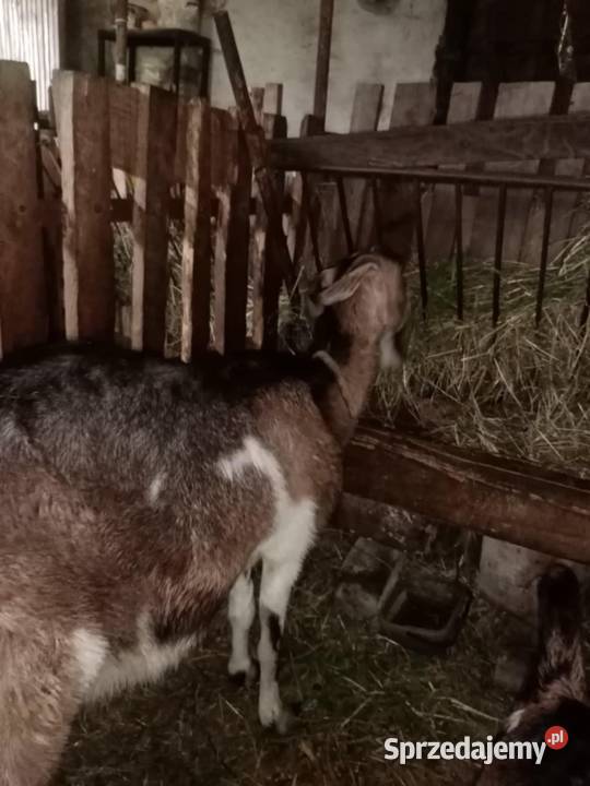 Sprzedam kozę z mlekiem Pilzno sprzedam