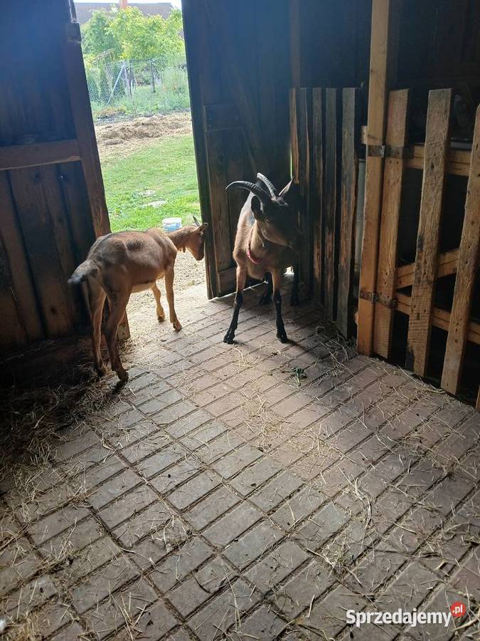 Kzka i koziołek alpejskie Radoszki