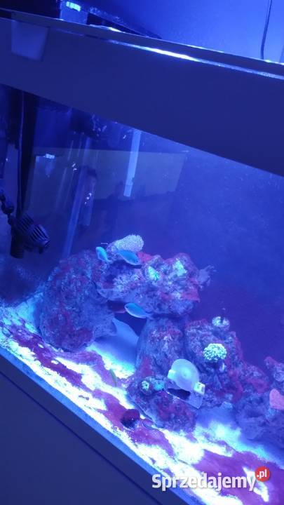 Akwarium Morskie 200l 100x40x50 Czerwieńsk