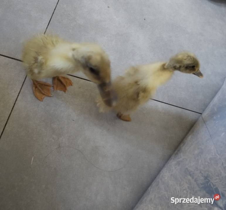 Sprzedam 2 tyg kaczki biegusy Siepraw