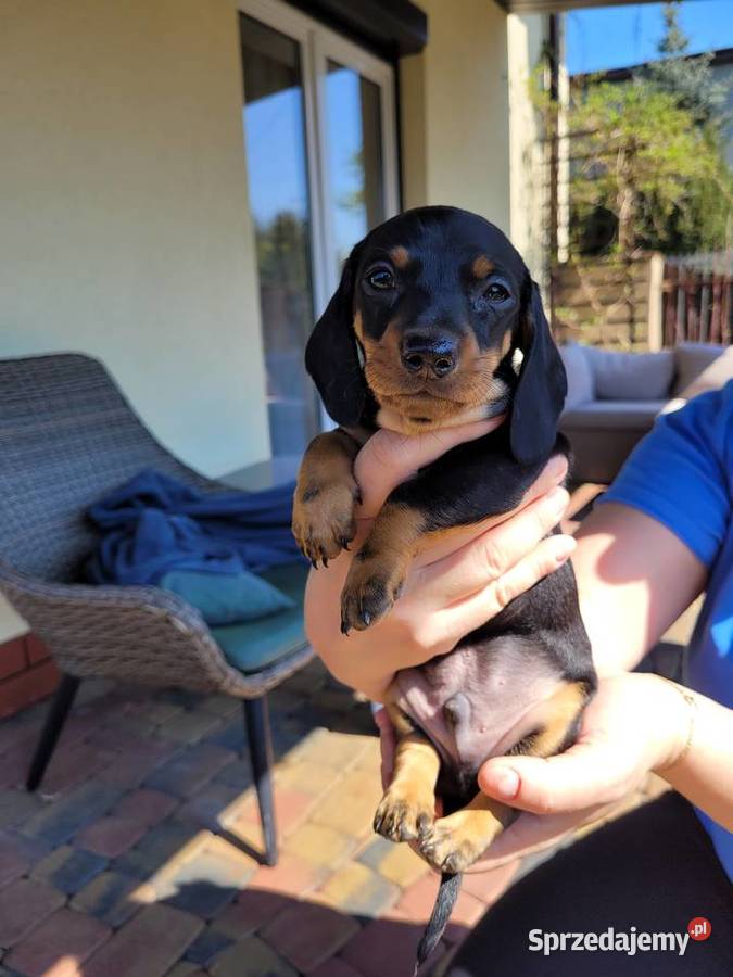 Jamnik Miniaturowy Łódź