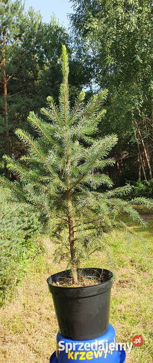 Świerk serbski duże sadzonki w doniczkach Wisznice