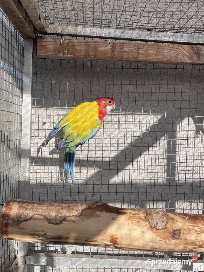 Rozelle białolice Sośnicowice sprzedam