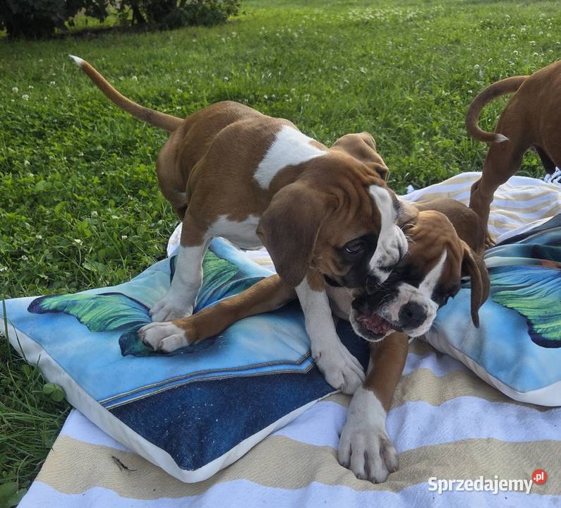 Bokser szczenięta Dominowo