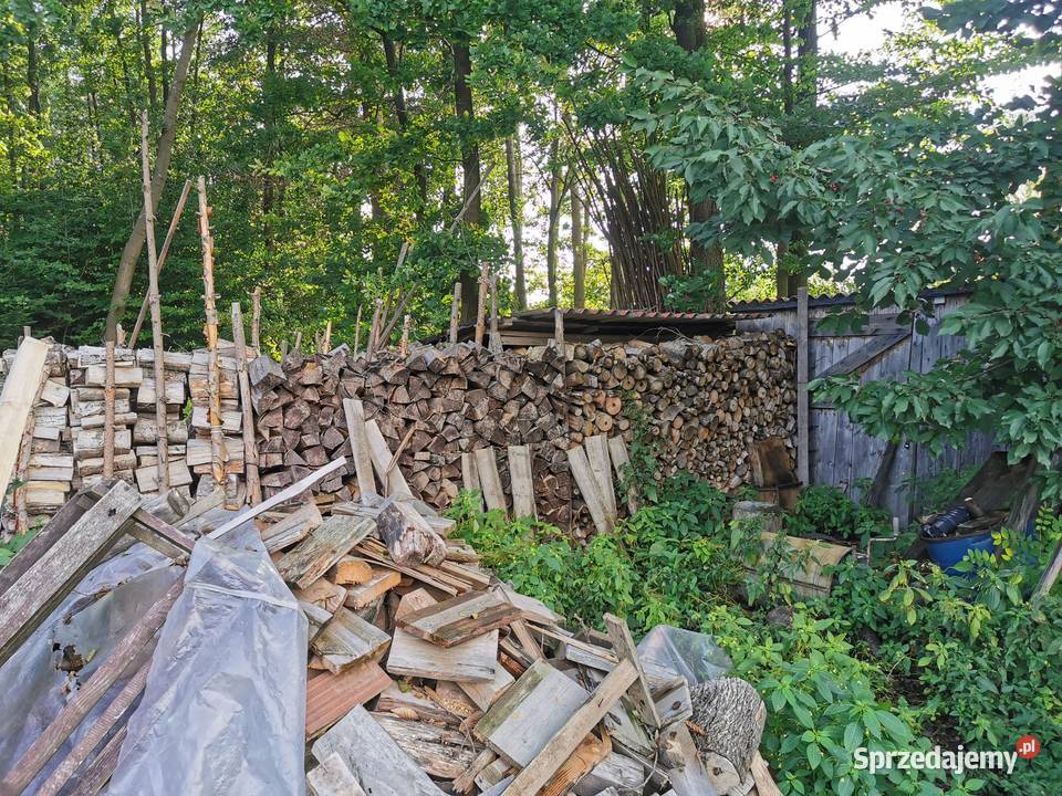 Drzewo na sprzedaż Janów Lubelski