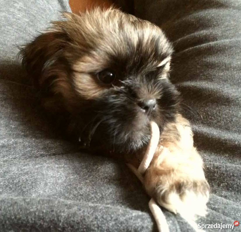 Lhasa Apso sprzedam wielkopolskie Konin