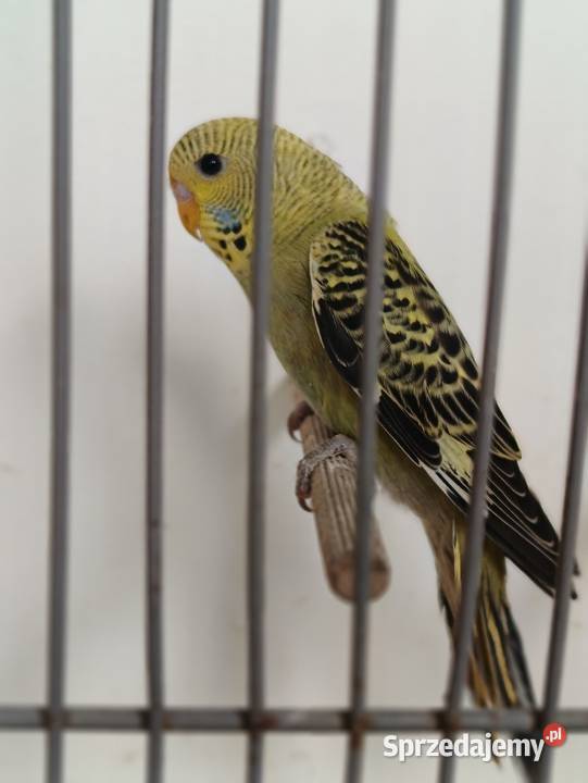 Falista Black face Ptaki małopolskie Zbylitowska Góra sprzedam