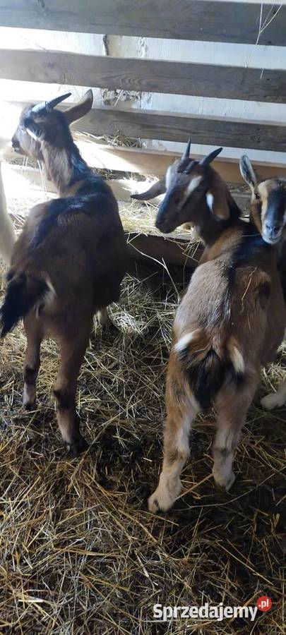 Kozy roczna zakocona Dębica