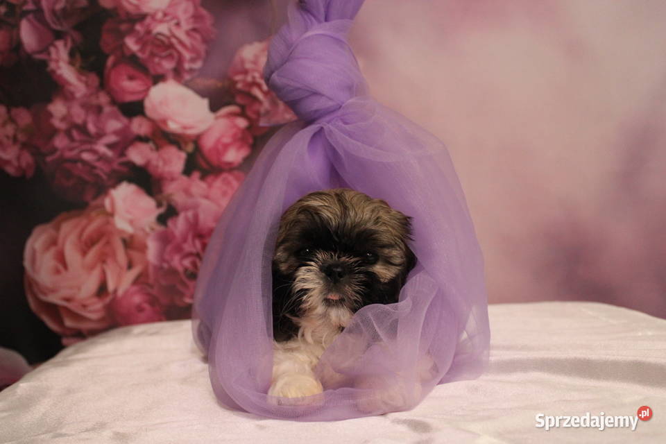 Szczeniak shihtzu wielkopolskie Poznań