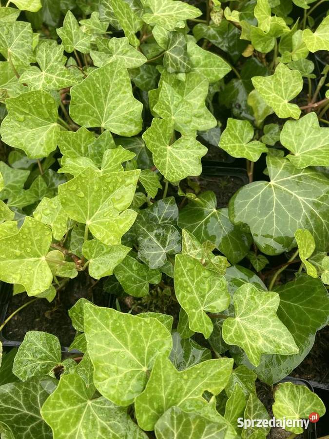Bluszcz Hedera Helix zimozielony Duże Sadzonki Lublin