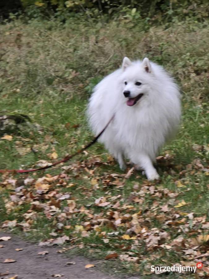 Szpic japoński Pozostałe sprzedam