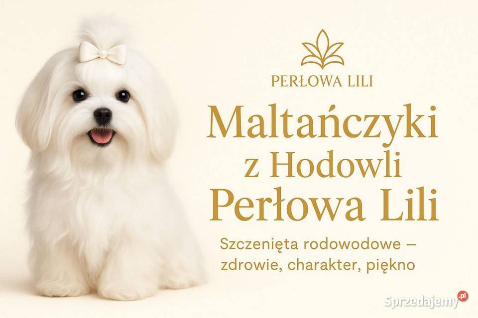 ŚLICZNY MALTAŃCZYK szczeniak z Rodowodem Maltańczyk