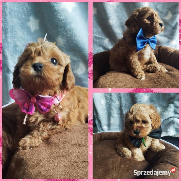 Cavapoo f1b Kraków