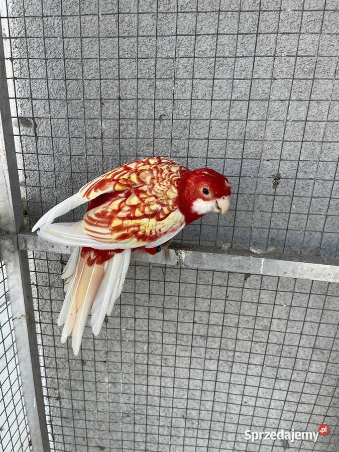 Rozelle królewskie 2025r śląskie sprzedam