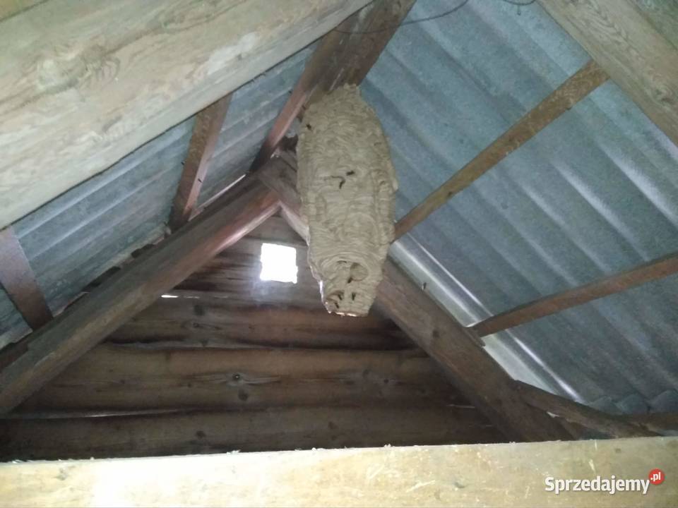 Usuwanie likwidacja szerszeni os i pszczół warmińsko-mazurskie