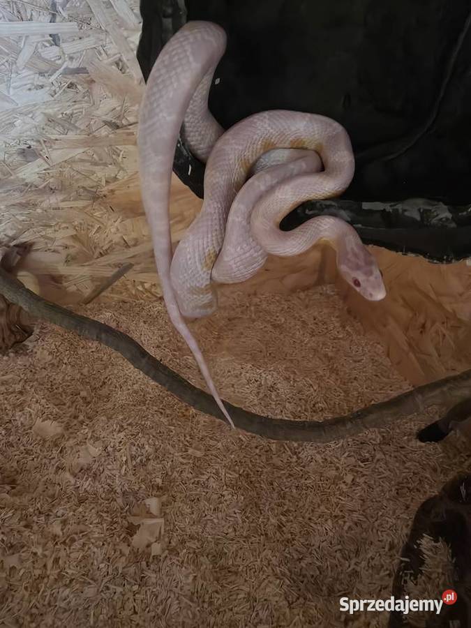 Wąż zbożowy odmiana snow Głubczyce