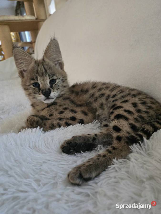 Serwal Afrykański Koty Józefów