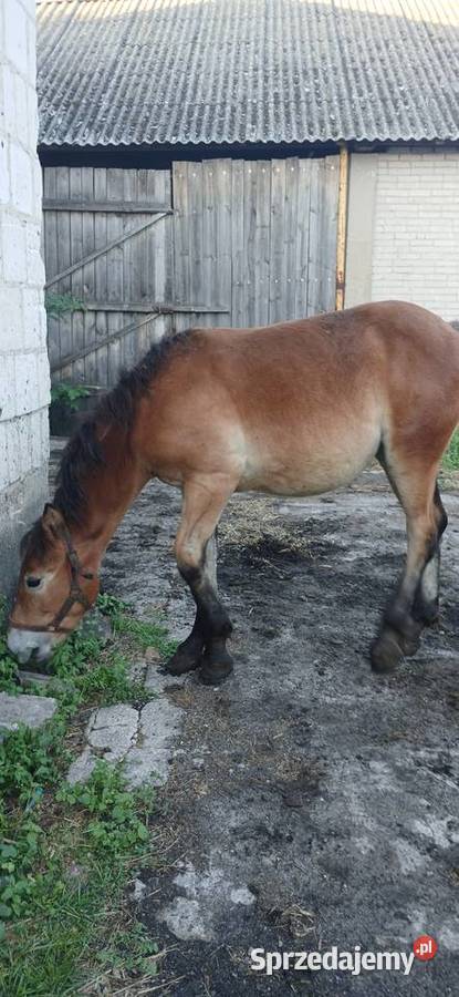 Sprzedam klacz zrebno ze źrebakiem Waniewo