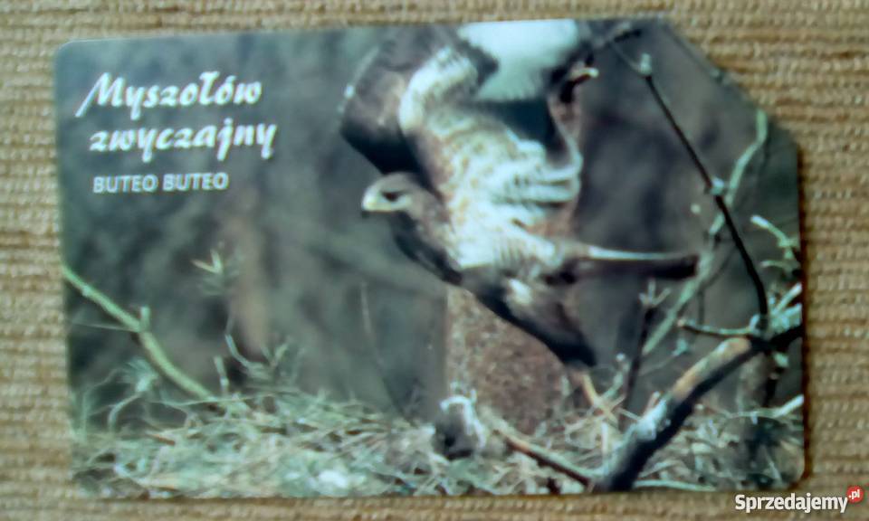 MYSZOŁÓW ZWYCZAJNY PTAK DRAPIEŻNY lubelskie Piszczac