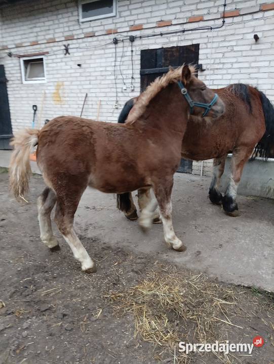 Konie zimnokrwiste Konie