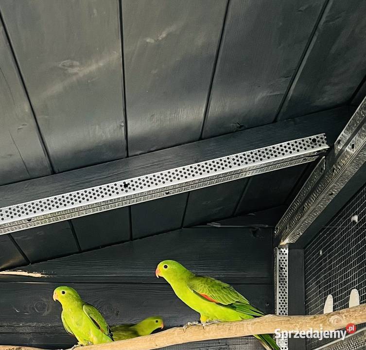 Krasnopiórki czerwonoskrzydłe 2025 r Mnich