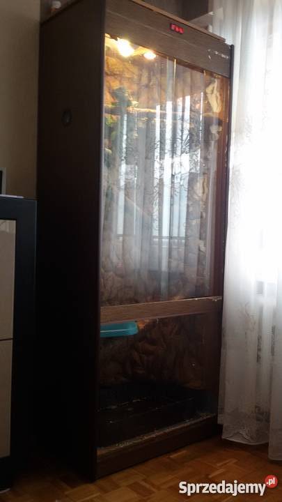 sprzedam legwana zielonego z terrarium Bełchatów sprzedam
