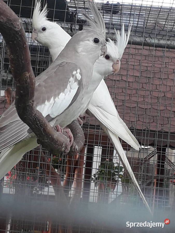 Nimfy 2025 małopolskie