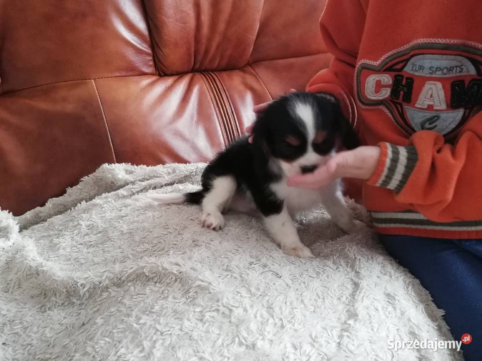 Cavalier King Charles spaniel Garwolin