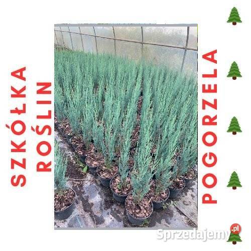 Jałowiec skalny BLUE ARROW