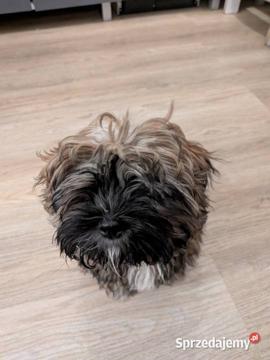 Shih tzu 15 tygodni Warszawa sprzedam