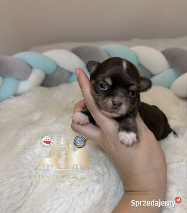 Chihuahua mini piesek czekoladowy długowłosy Bełchatów